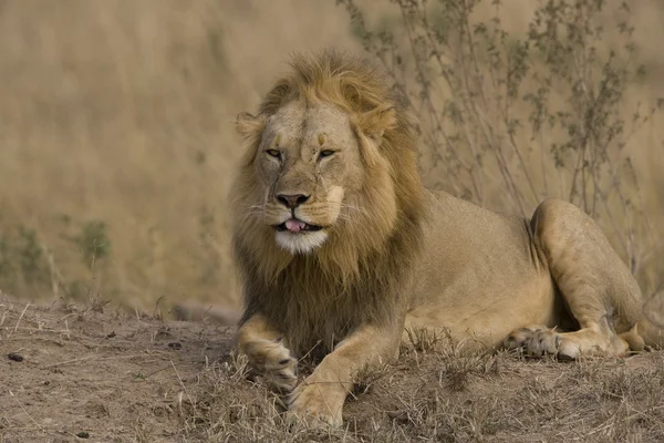 Mannetjes leeuw in de masai mara — Stockfoto