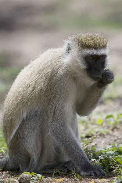 Vervet Monkey forrajea en el suelo — Foto de Stock