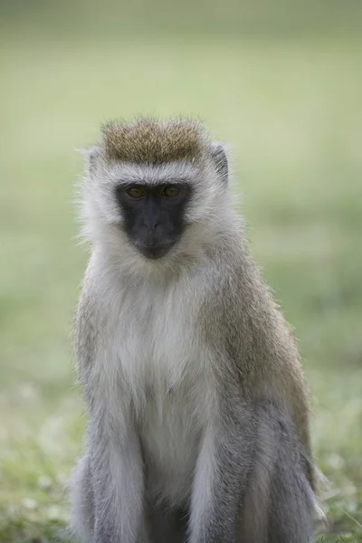 Vervet Retrato de macaco — Fotografia de Stock
