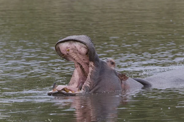 Hipopotam wyświetla dominacji wśród pod — Zdjęcie stockowe