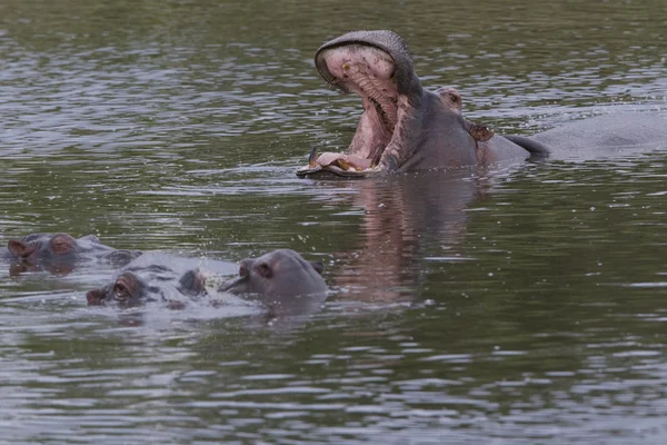 Hippo displays dominance amongst the pods — Stock Photo, Image