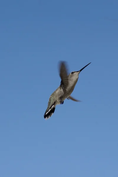 stock image Flying Hummingbird in Palm Springs California