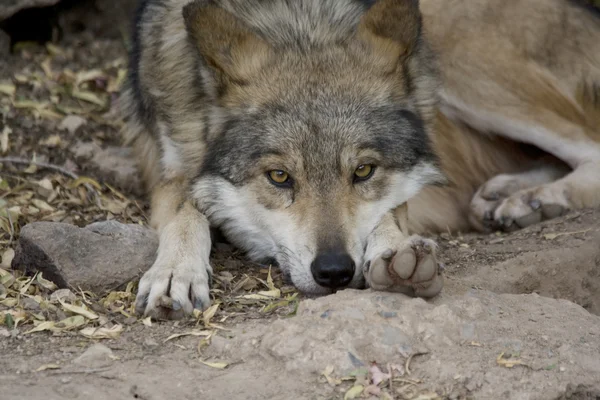 横たわっているオオカミ — ストック写真