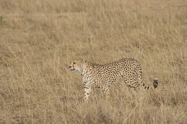 Cheetah walking across the Masai Mara — Stock Photo, Image