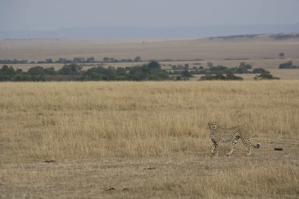 Kvinnliga cheetah gå över i masai mara — Stockfoto