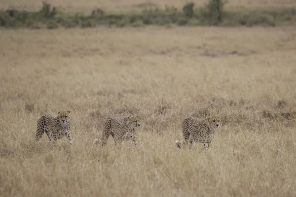 Gepardenfamilie in der Masai-Mara — Stockfoto
