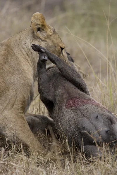 Lionne tuant un phacochère dans le Masaï Ma — Photo