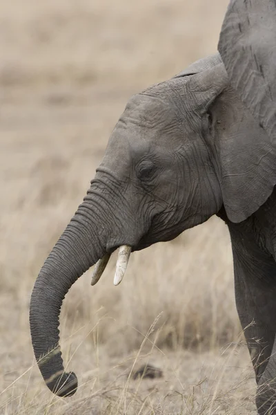大象饲料马赛马拉的平原上 — 图库照片