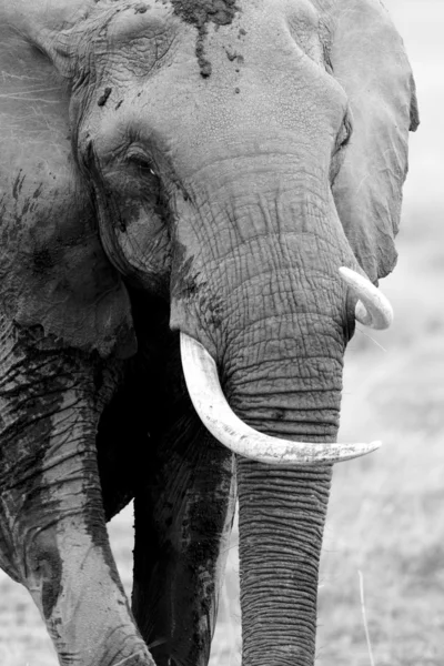 Slon chodí přes pláně masai mara — Stock fotografie