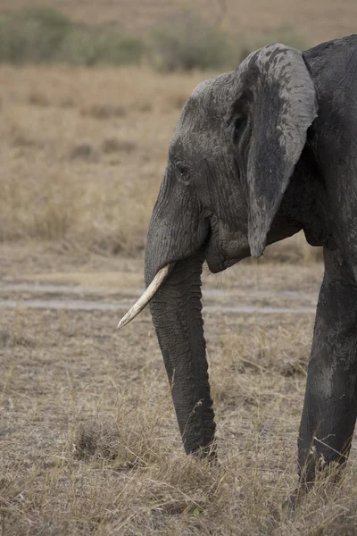 Elefant wandert durch die Ebenen der Masai Mara — Stockfoto