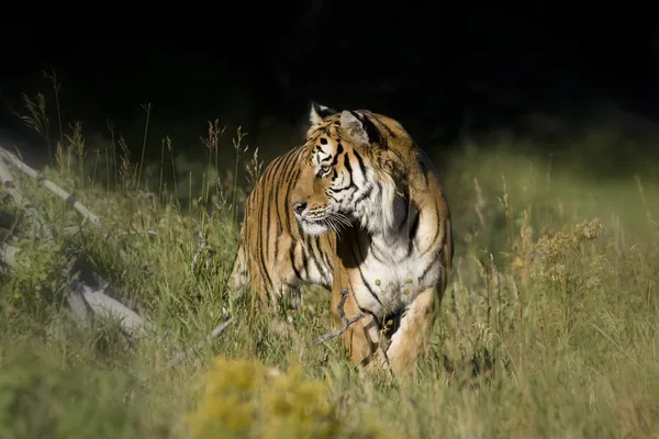 Szibériai tigris kiemelkedik a woodlands Jogdíjmentes Stock Fotók