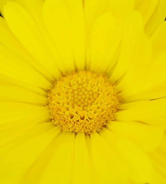 明亮的黄色花 免版税图库图片