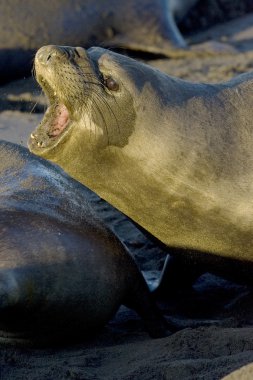 Female Elephant Seal defends her territory on San Simeon Beach