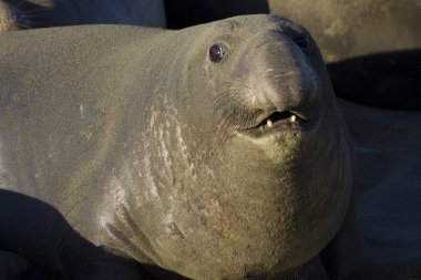 Bull Elephant Seal on San Simeon Beach - California
