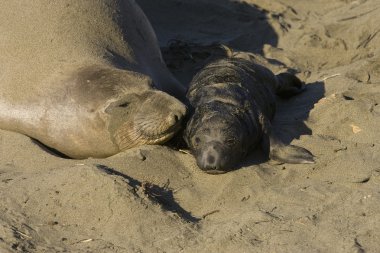 Elephant Seal Mother & Pup on the beach at San Simeon clipart