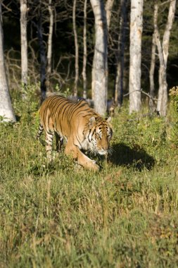 Sibirya kaplanı woodlands ortaya çıkıyor.