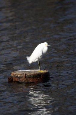 Egret in New Orleans clipart