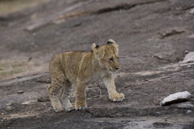 Lion cub walks across the Masai Mara - Kenya clipart