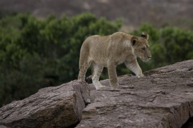 masai mara içinde genç erkek aslan