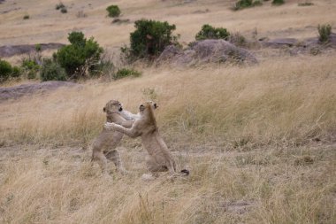 Young Lions play fight in the Masai Mara clipart