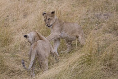 Genç aslanlar kavga içinde masai mara oyunu.