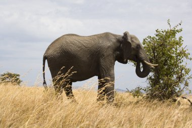 fil masai mara ovalarında beslemeleri