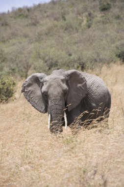 fil masai mara ovalarında beslemeleri