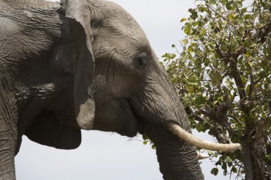 fil masai mara ovalarında beslemeleri