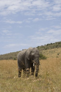 fil masai mara ovalarında beslemeleri