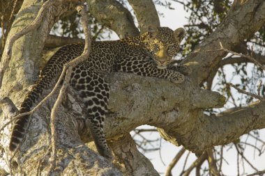 leopar rahatlatıcı bir ağacı şeklinde masai mara