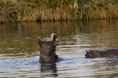 Hippo egemenlik görüntüler