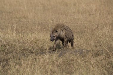 masai mara da sırtlan