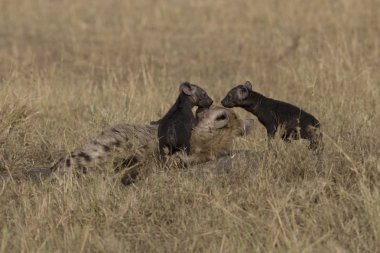 sırtlan ve yavrusu masai mara içinde