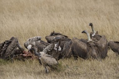 masai mara içinde beyaz yedeklenmiş akbabalar kavgası