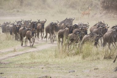 Nehre doğru göç üzerinde çalışan wildebeest