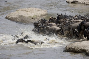 Nehre doğru göç üzerinde çalışan wildebeest