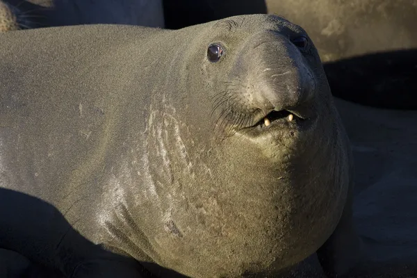 Bull Elephant Seal em San Simeon Beach - Califórnia — Fotografia de Stock