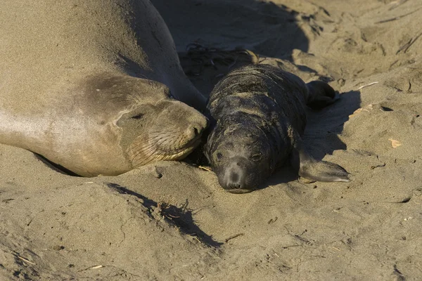 stock image Elephant Seal Mother & Pup on the beach at San Simeon