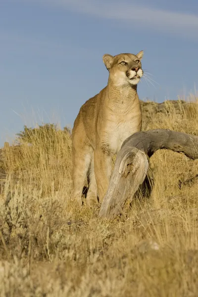 Mountain leeuw, cougar in montana — Stockfoto