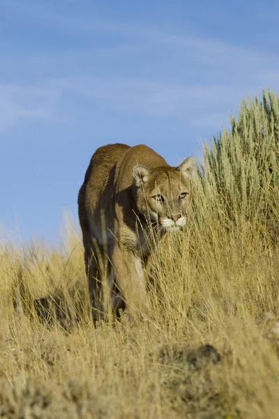 MONTAÑA LION, COUGAR EN MONTANA — Foto de Stock