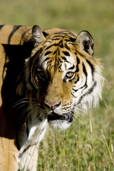 西伯利亚虎涌现προκύπτει η σιβηρική τίγρη — 图库照片