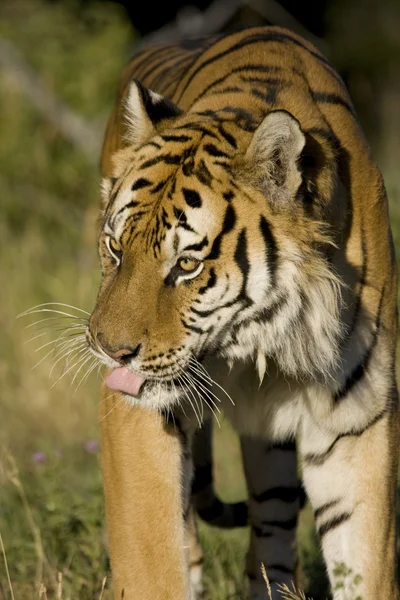 Tygrys syberyjski w ruchu — Zdjęcie stockowe