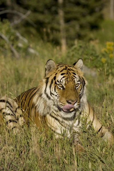 Сибирский тигр облизывает губы — стоковое фото