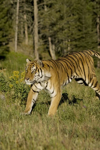 Sibirsk tiger løper forbi skogen – stockfoto