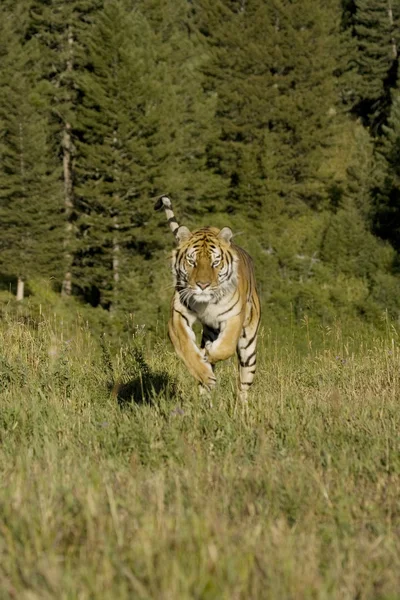 Сибирский тигр бежит по лесу — стоковое фото