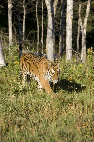 Sibirsk tiger kommer ut av skogene – stockfoto
