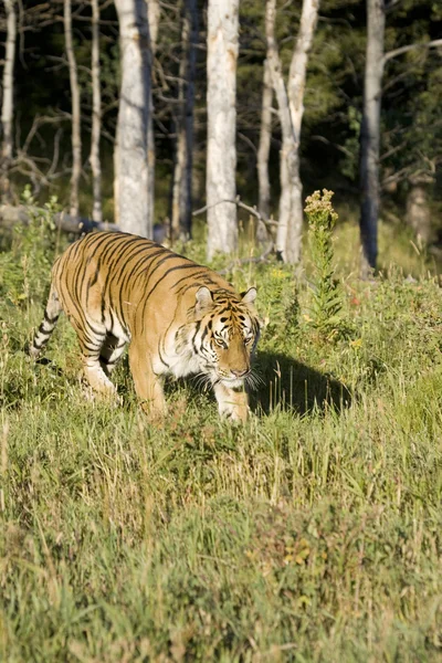 Сибирский тигр появляется из лесов — стоковое фото