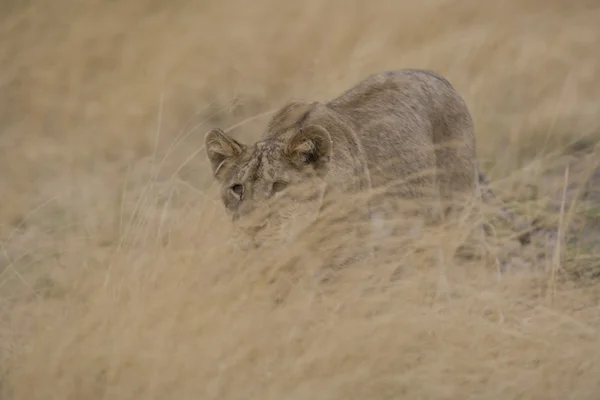 Νεαρού λιονταριού stalking στην το Μασάι Μάρα — Φωτογραφία Αρχείου