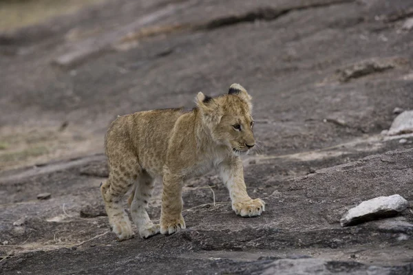 Filhote de leão caminha através da Masai Mara Quênia — Fotografia de Stock