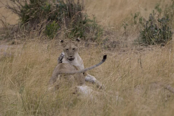 Young Lions play fight in the Masai Mara — Stock Photo, Image